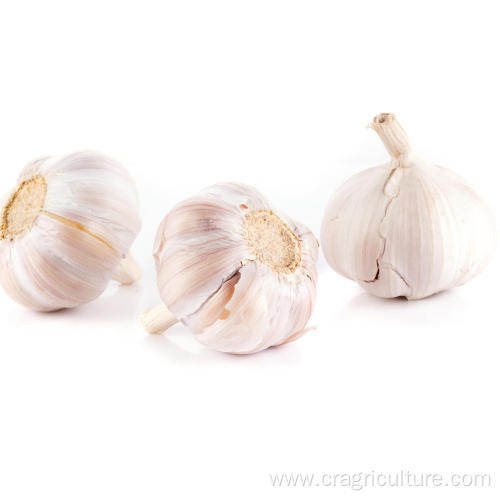 Culinary Red Garlic Price For Sale